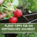 Hochbeet Pflanzen